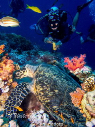 diver filming turtle taken woodhouse reef sharm by Mark Hedges 
